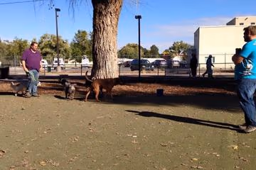 Triangle Park Off-Leash Area photo 2